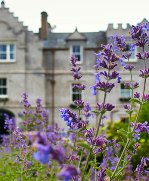 Lavender in bloom at the window of a period stone building